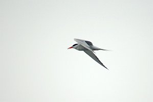 Tern, Common, 2006-07081410 Hyannis, MA